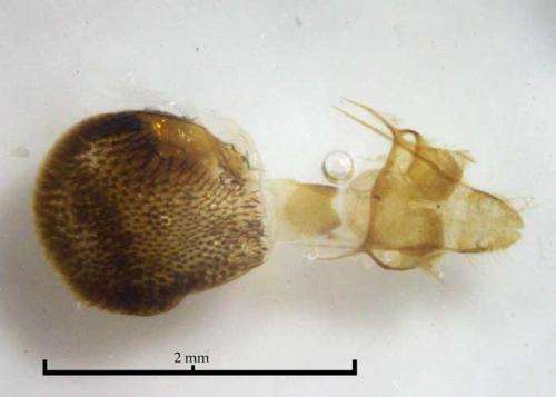 Réf. 182 966 : Eupithecia icterata